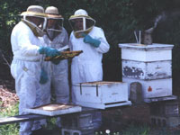  Picture image of men working with a bee hive 